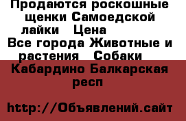 Продаются роскошные щенки Самоедской лайки › Цена ­ 40 000 - Все города Животные и растения » Собаки   . Кабардино-Балкарская респ.